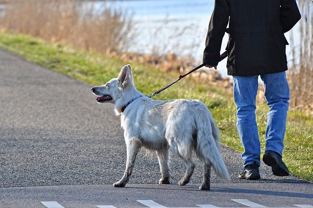 Cane randagio salva la vita di una bimba abbandonata in un sacco della spazzatura