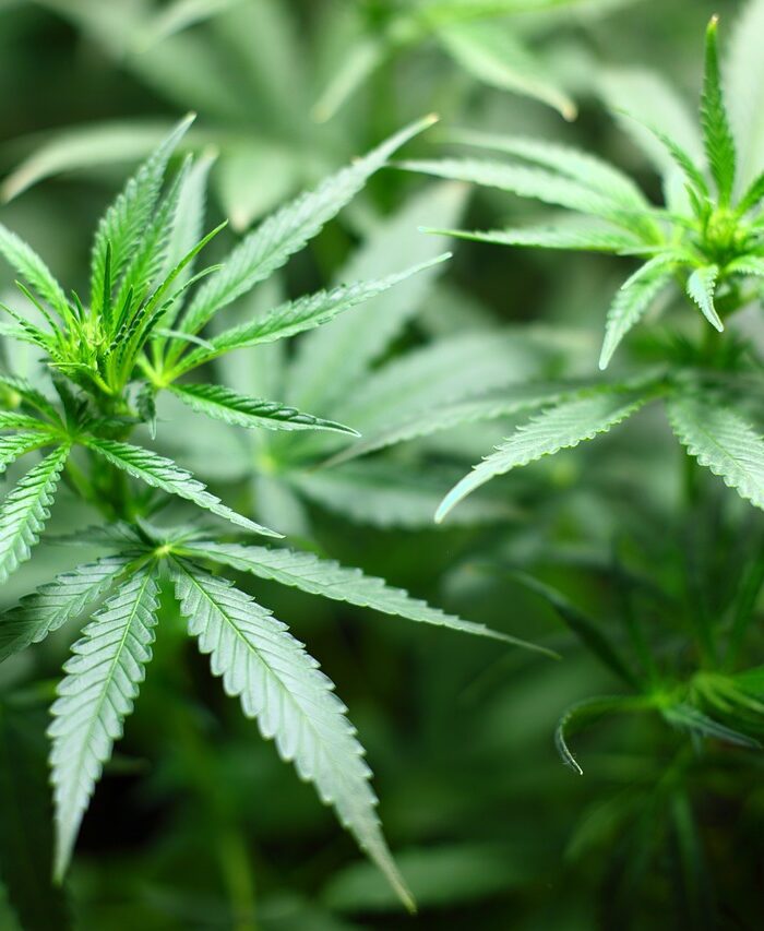 coltivare piantine cannabis reato