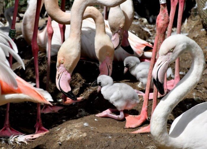 Nuovi arrivi al Bioparco di Roma: nati otto fenicotteri rosa e un pinguino del Capo