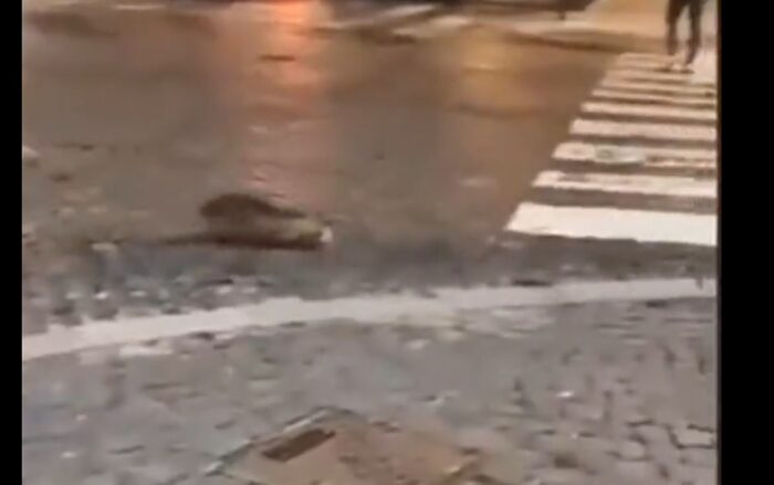 nutria spasso roma video