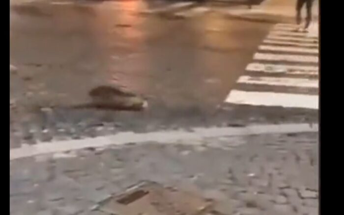 nutria spasso roma video