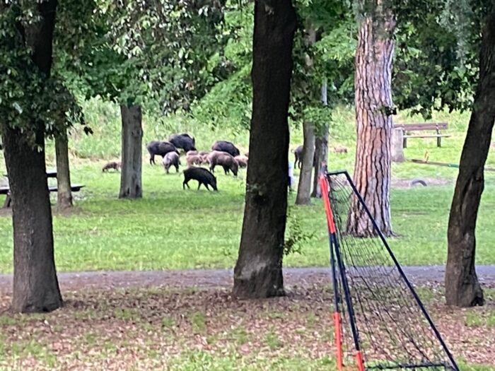 Fiumicino, parco della Leprignana è ormai pascolo per i cinghiali