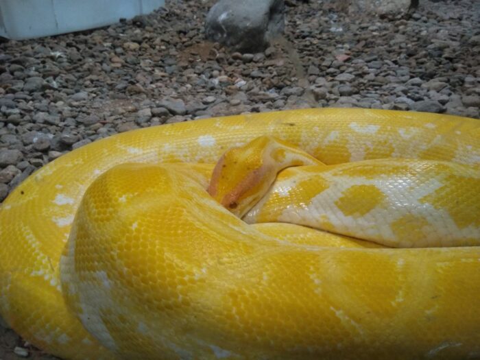 San Basilio, filmato un pitone albino in strada