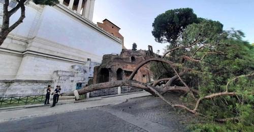 pino crolla al centro di Roma: nessun ferito