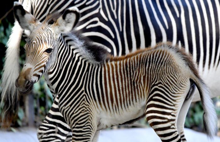 Roma, fiocco rosa al Bioparco: è nata una femmina di zebra di Grevy