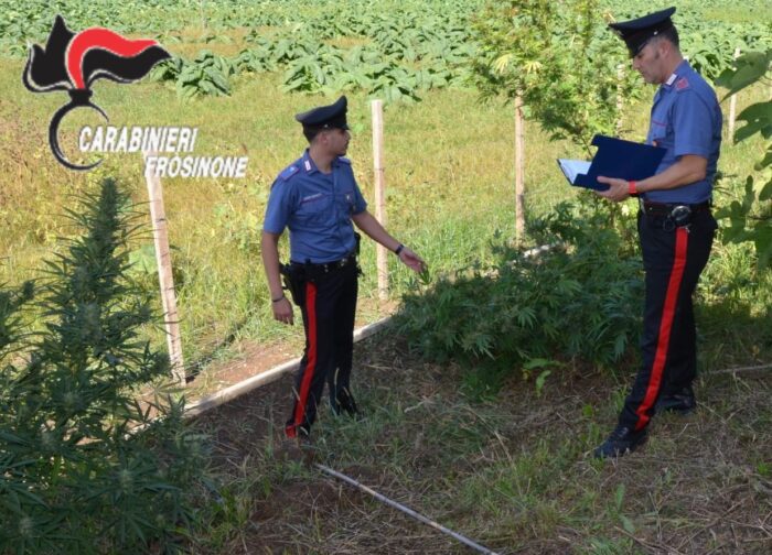 Pontecorvo, sequestrate piante di cannabis: nei guai una 67enne di Cassino