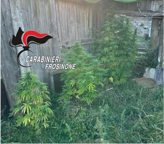Ceccano. Giardino adibito a serra per la coltivazione di marijuana: problemi per un 57enne del posto