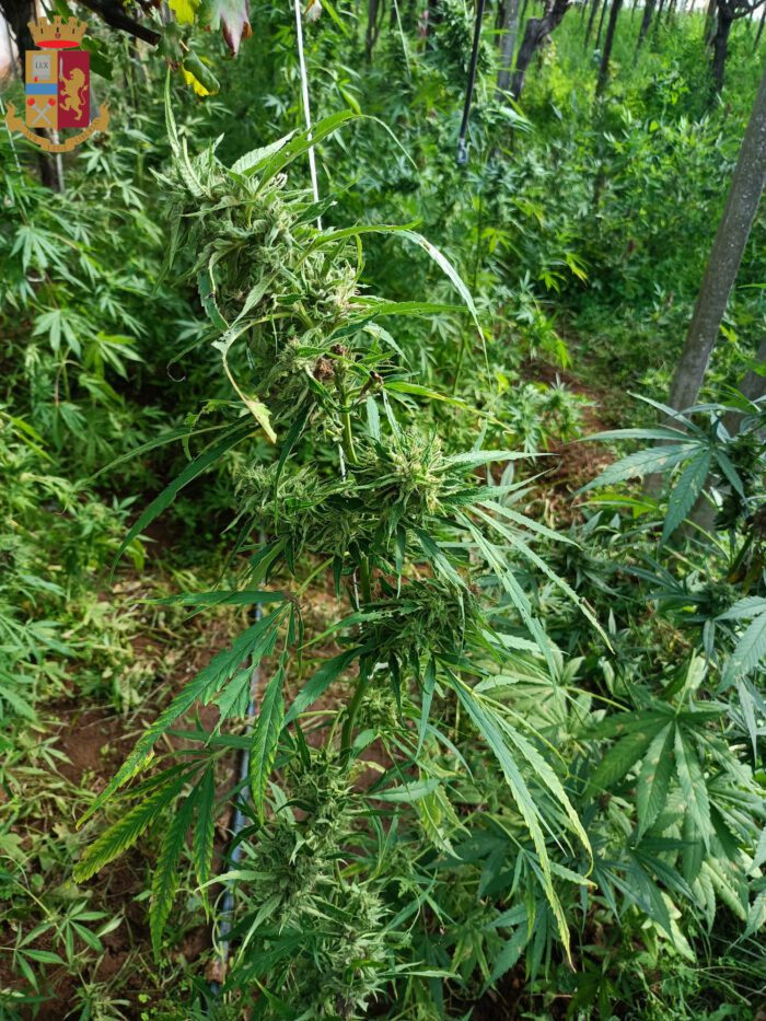 Coltivazione "stupefacente" tra i vigneti in provincia di Latina: sequestrati oltre 280 kg di marijuana