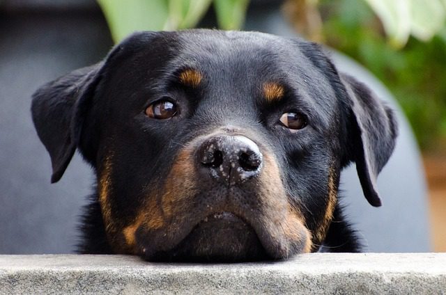 Rottweiler caduto dal balcone a Roma. Oipa: «Il detentore è sempre responsabile per omessa custodia e malgoverno del proprio cane»