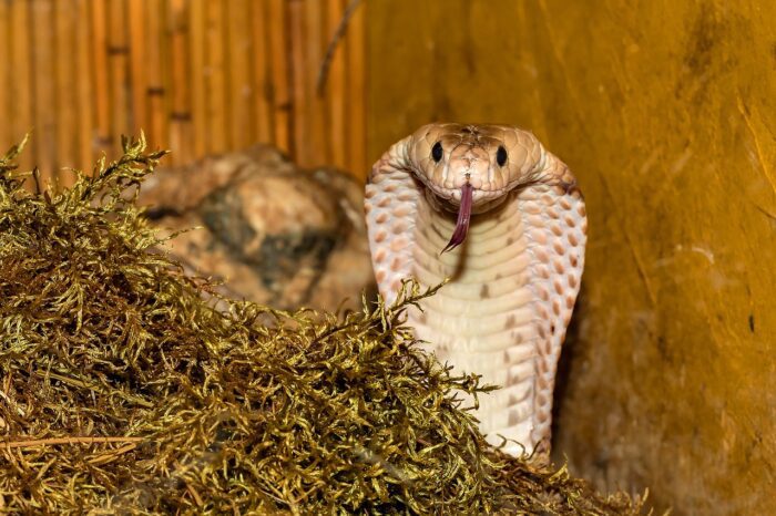 Scoperta una nuova specie di serpente velenoso simile a un cobra