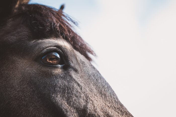 Roma, donna morsa dal cavallo di una botticella: l'appello dell'Oipa