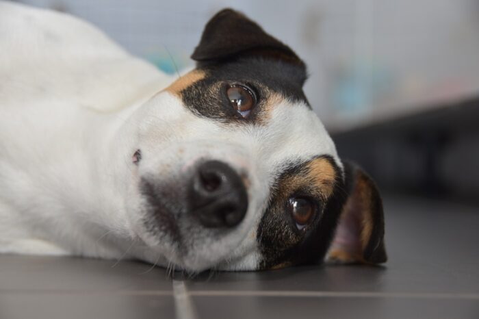 Escursionista scomparso, il suo cane resta accanto al corpo senza vita per tre mesi