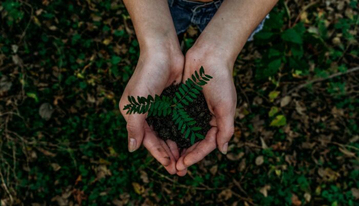 Forestazione urbana, tutti i progetti PNRR 23-24 ammessi al finanziamento. Sanna: “40 milioni di euro per 1 milione di nuovi alberi e arbusti: contributo significativo per la resilienza e la tutela del territorio metropolitano”