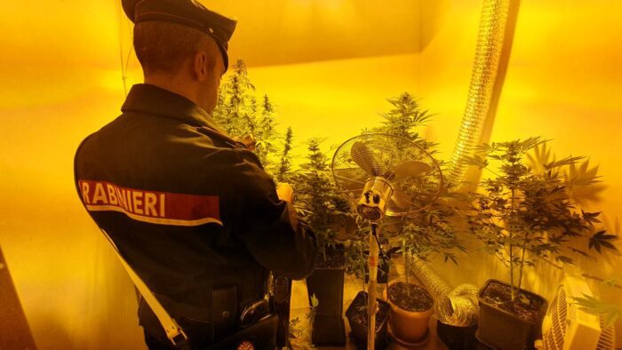 cinecittà serra indoor marijuana