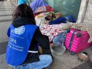 roma nessun ricovero senzatetto con cani appello oipa