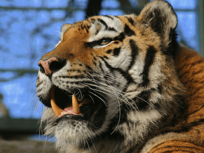 zoo tigre scarpa bocca