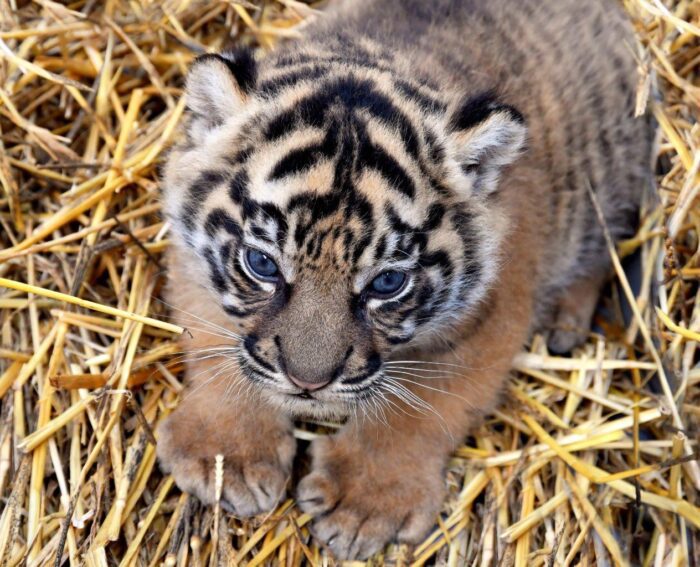 roma nome alla cucciola di tigre di sumatra nata al bioparco sondaggio