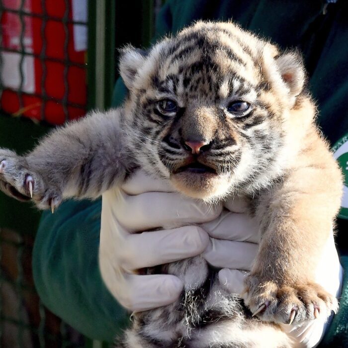 Fiocco rosa al Bioparco di Roma: è nata una cucciola di Tigre di Sumatra