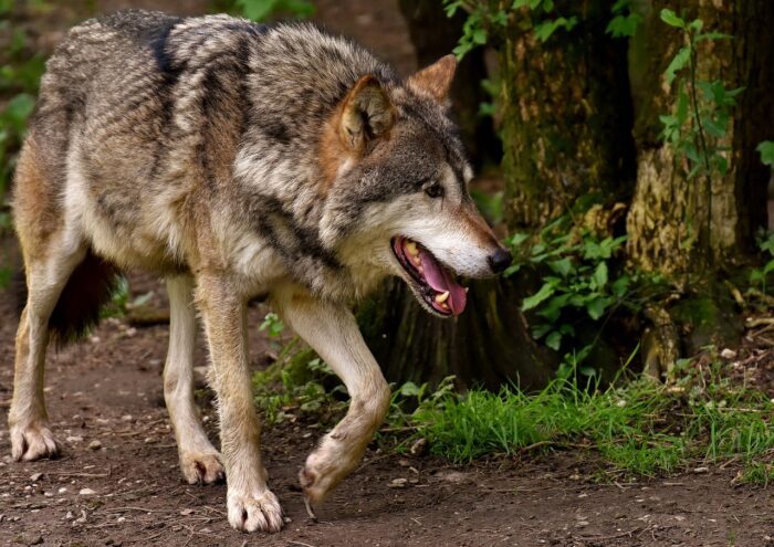 Ciociaria, giovane esemplare di lupo investito e ucciso in strada sui monti