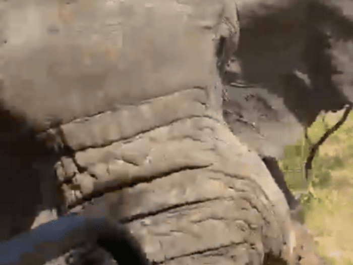 safari elefante uccide donna