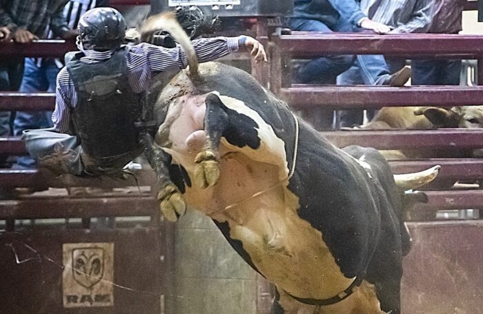 Roma, rodeo con monta di tori: l'Oipa chiede l'annullamento dell'evento